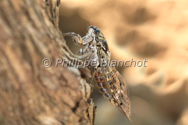 cicada orni 3.JPG - Cigale griseCicada orniHemiptera, CicadidaeFrance